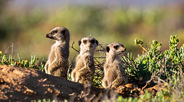 Oudtshoorn-03-aleotl