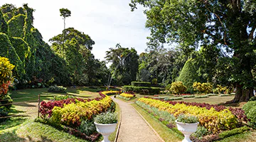 peradeniya-botanical-garden-esse