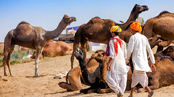 Pushkar-01-push