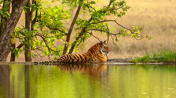 Ranthambore-01-rw