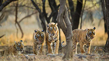 Ranthambore-03-re