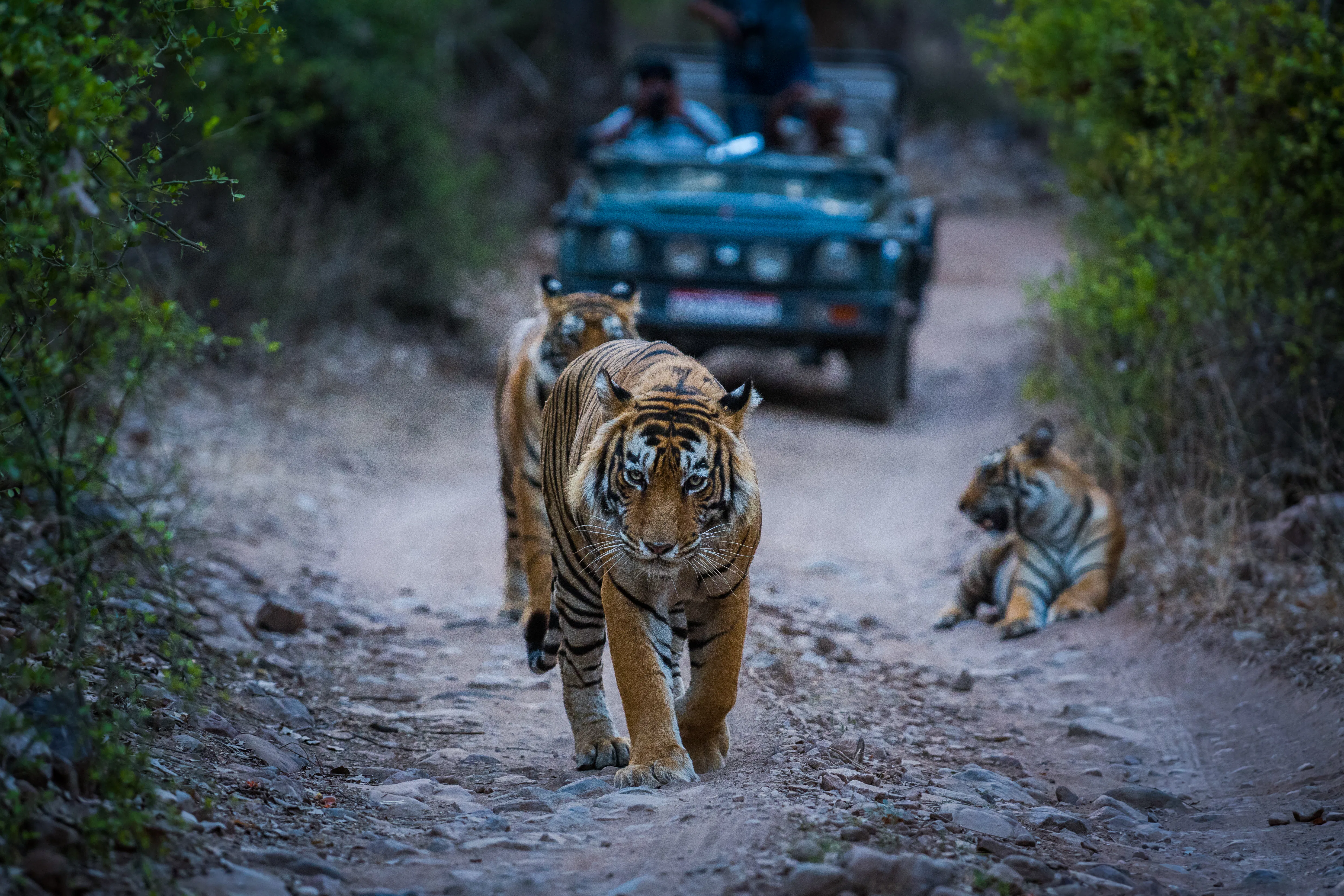 ranthambore-tiger-safari