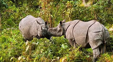 rhinos-of-kaziranga-14