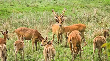 rhinos-of-kaziranga-15