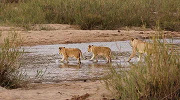 sabi-sabi-private-game-reserve-01