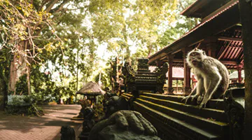 sacred-monkey-forest-best