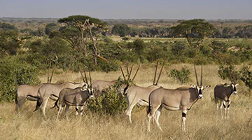 samburu-01-norht