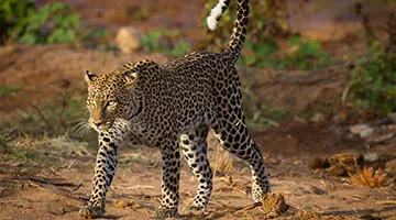 samburu-national-reserve-01-iti