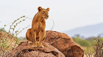 samburu-national-reserve-01