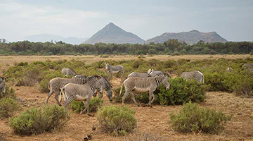 samburu-national-reserve-02