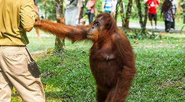 Semenggoh-Wildlife-Rehabilitation-Centre-01