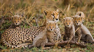 serengeti-safari-02