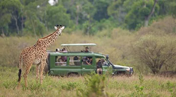 simba-safari-03