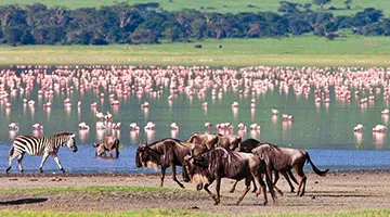 simba-safari-06