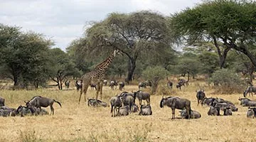 simba-safari-08