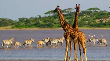 sky-safari-tanzania-classic-08