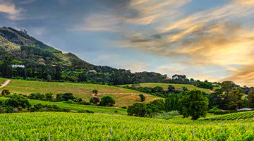 spectacular-kirstenbosch-and-companys-gardens-01-iti