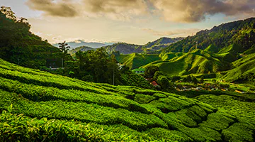 sungai-palas-tea-plantation-round