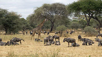 Tarangire-Park-02-ttrail