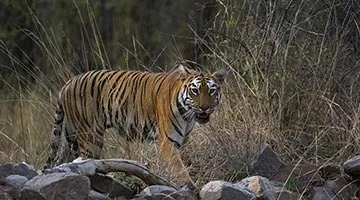 the-wild-and-rustic-india-03