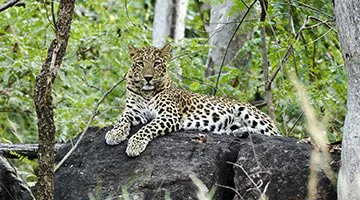 the-wild-and-rustic-india-06