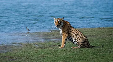 tiger-safari-05