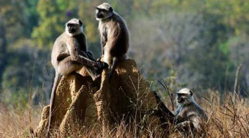 tiger-trails-of-india-10-11
