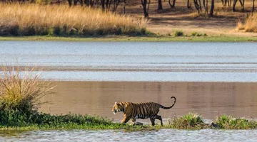 tigers-and-the-taj-07