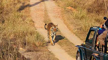 tsde-kanha-02