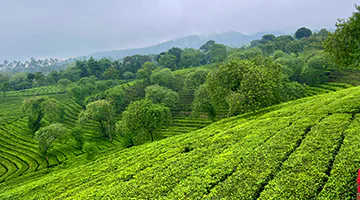 wonosari-tea-plantation-yoga