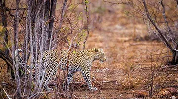 Yala-National-01-image