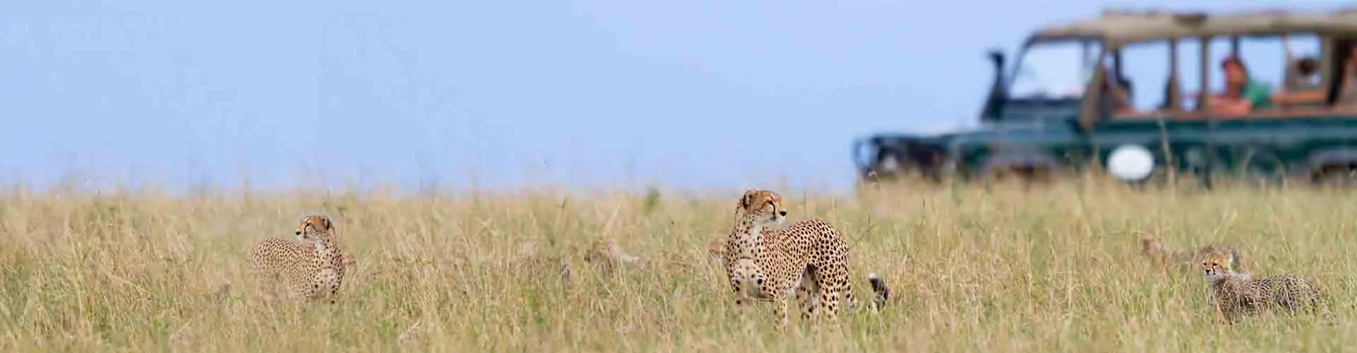 Tailored Safari Holidays