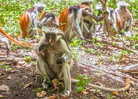 Sky Safari Tanzania Classic