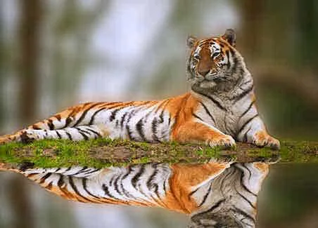 Tiger and Taj
