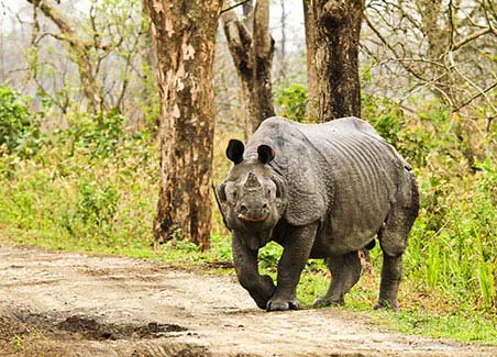 Rhinos of Kaziranga