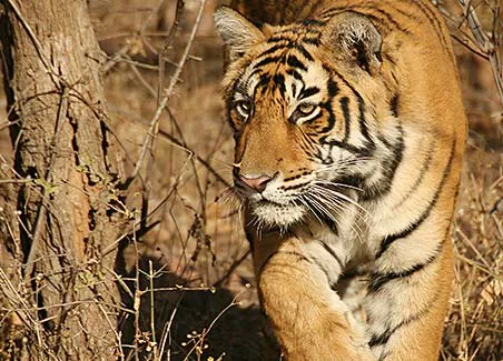 Tiger Safari