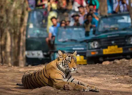 On The Tiger Trail