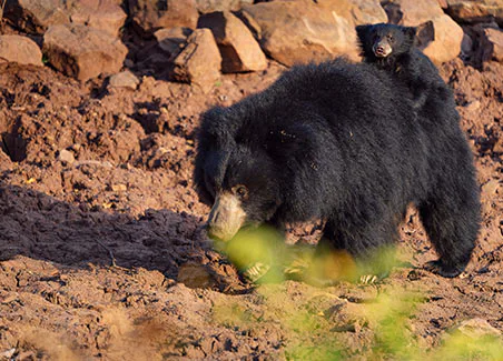The Wild and Rustic India