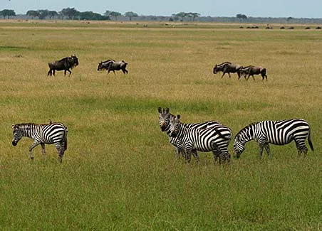 Bomas of Kenya