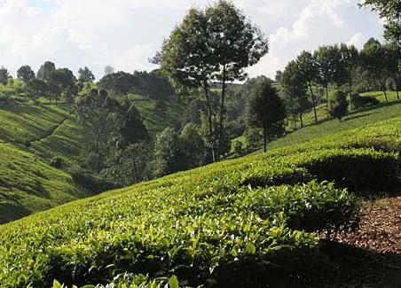 Kiambethu Tea Farm