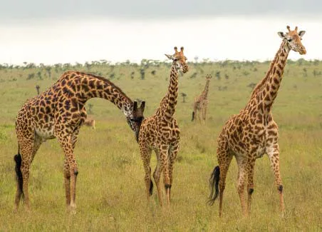 Nairobi National Park