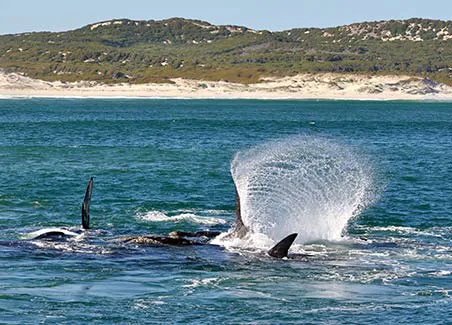 Cape Town, Wildlife, Wine and Garden Route