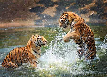 Tiger Trails of India