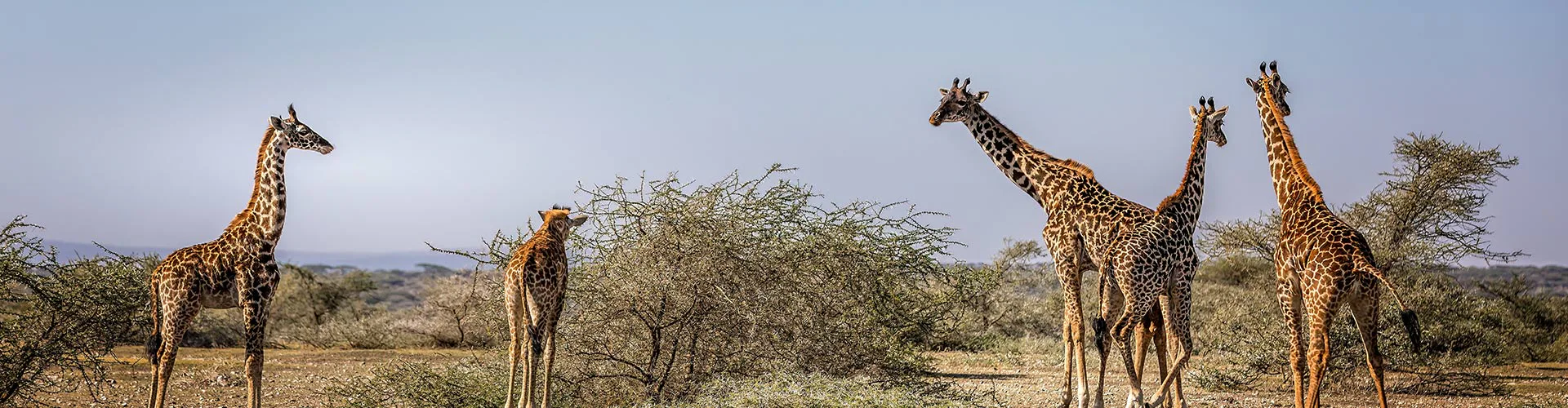 Central-Serengeti-01-ah-embra-banner
