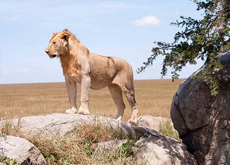 Highlights of Tanzania