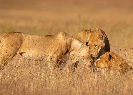 Masai Mara Explorer
