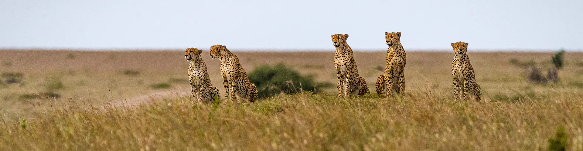 masai-mara-01-ah-masa-bann