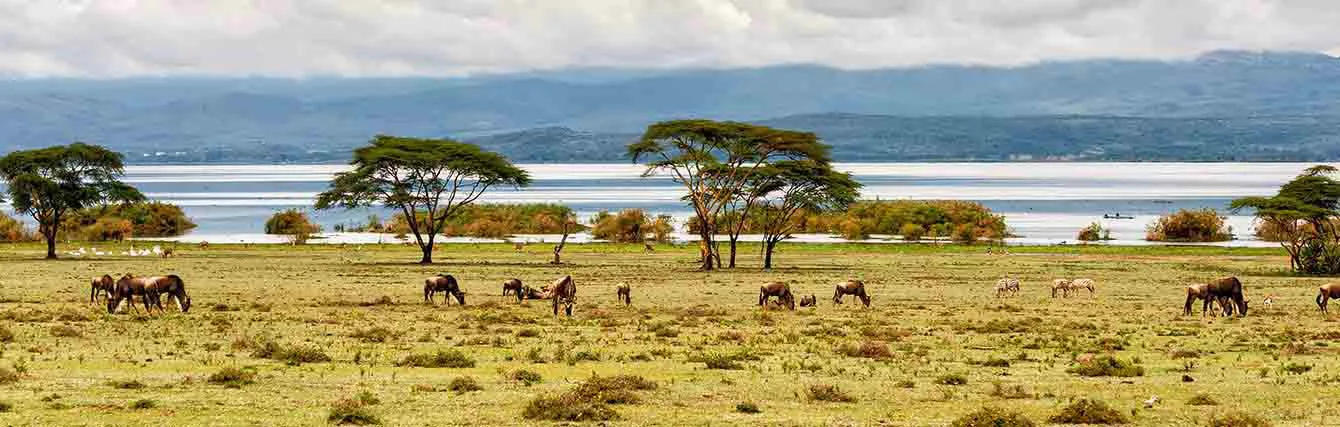 Nairobi-01-ah-banner-iri