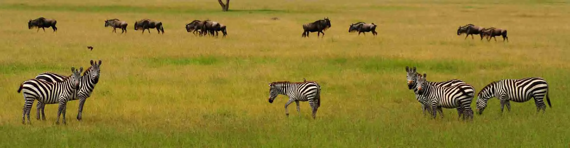 out-of-africa-experience