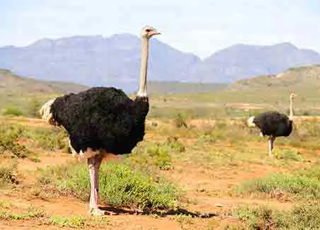 Cape Town, Winelands, Garden Route and Safari